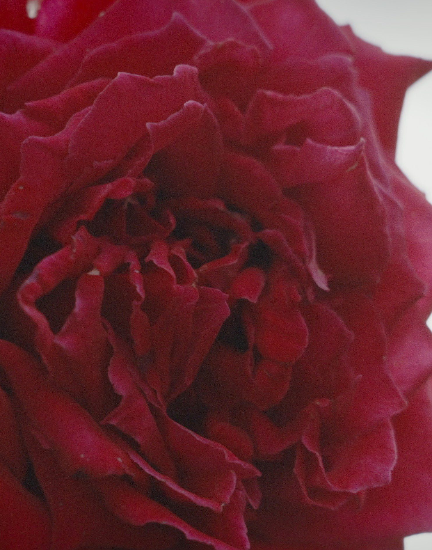 Red peony, close