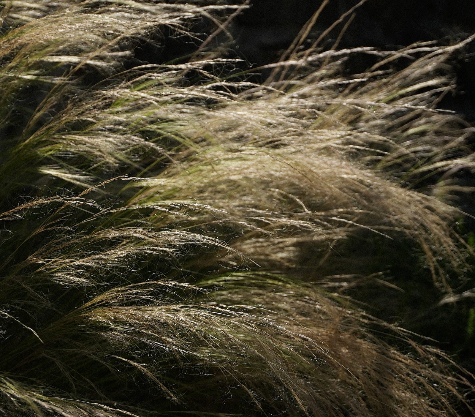 Grass in the wind