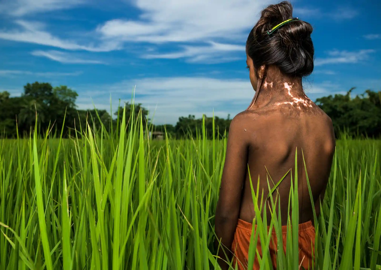 Rice field