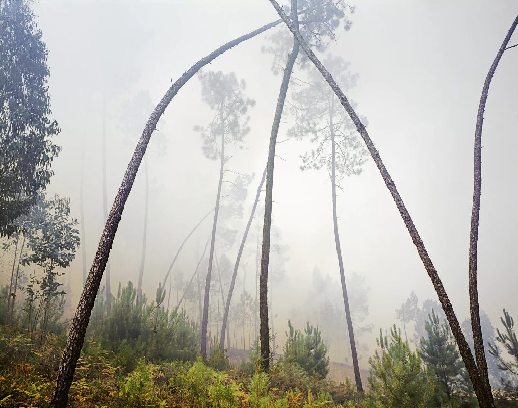 Burnt trees in mist